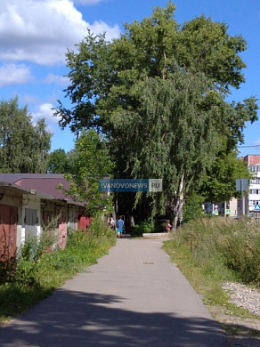 Жители Пролетарской в Иванове боятся тополей, растущих у 13-го дома